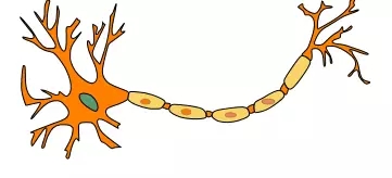 盆底.webp.jpg 盆底.webp.jpg